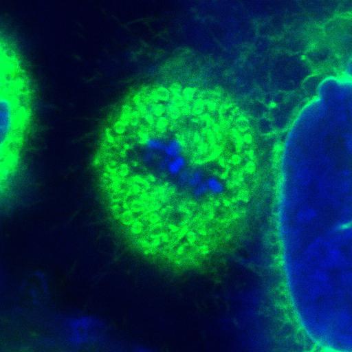  NCBI Organism:Homo sapiens; Cell Components:, spindle, condensed chromosome;