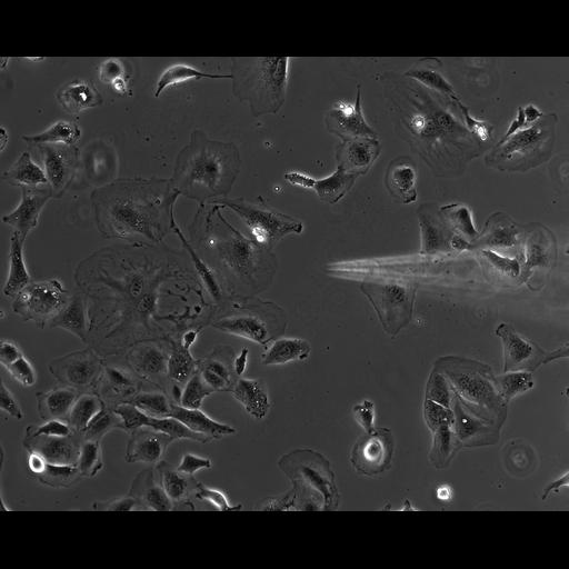  NCBI Organism:Mus musculus; Cell Types:fibroblast Cell Components:ruffle Biological process:cell motility, cytokinesis;