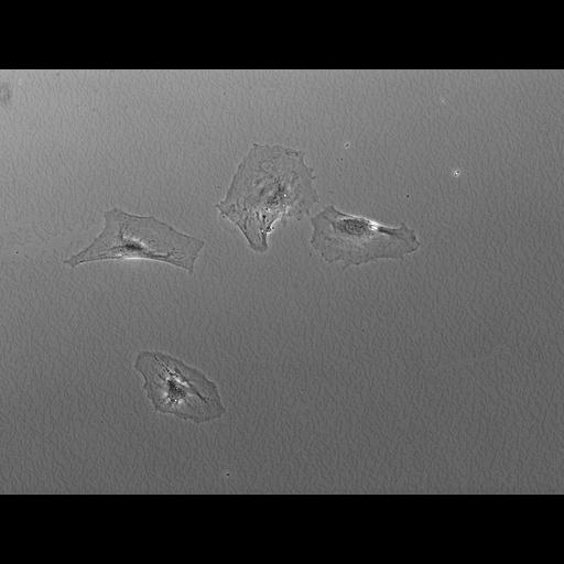  NCBI Organism:Mus musculus; Cell Types:fibroblast Cell Components:ruffle Biological process:cell motility