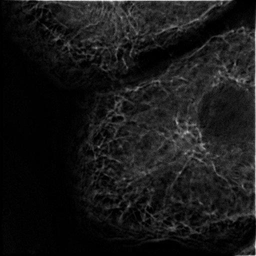  NCBI Organism:Rattus rattus; Cell Types:hepatocyte Cell Components:microtubule organizing center, cytoplasmic microtubule; Biological process:interphase