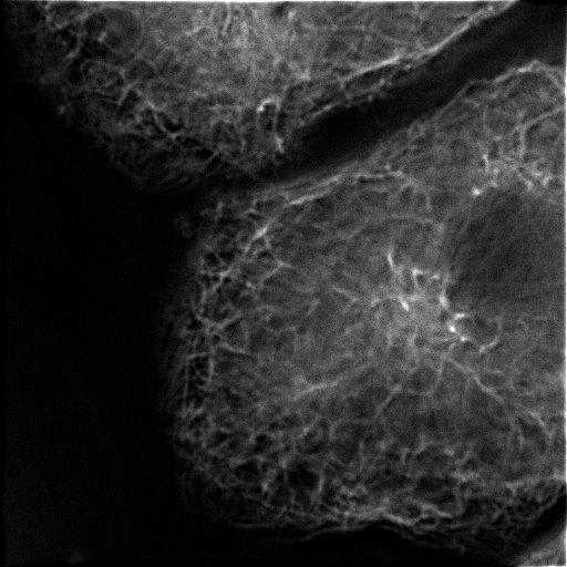  NCBI Organism:Rattus rattus; Cell Types:hepatocyte Cell Components:microtubule organizing center, cytoplasmic microtubule; Biological process:interphase