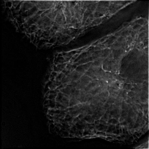  NCBI Organism:Rattus rattus; Cell Types:hepatocyte Cell Components:microtubule organizing center, cytoplasmic microtubule; Biological process:interphase