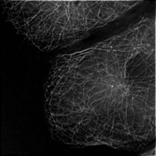  NCBI Organism:Rattus rattus; Cell Types:hepatocyte Cell Components:microtubule organizing center, cytoplasmic microtubule; Biological process:interphase