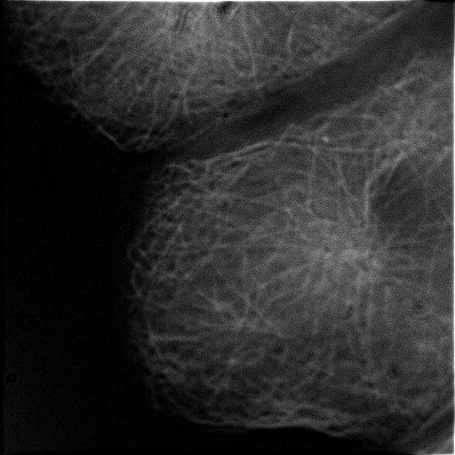  NCBI Organism:Rattus rattus; Cell Types:hepatocyte Cell Components:microtubule organizing center, cytoplasmic microtubule; Biological process:interphase