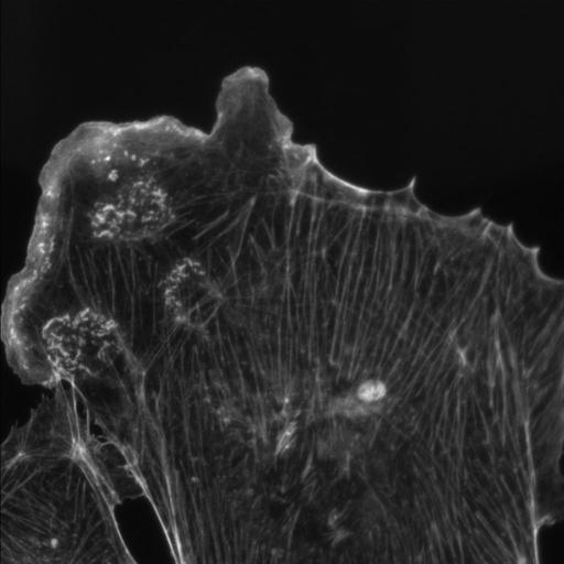  NCBI Organism:Mus musculus; Cell Types:fibroblast Cell Components:stress fiber, lamellipodium, ruffle; Biological process:interphase