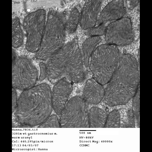  NCBI Organism:Mus musculus; Cell Types:skeletal muscle cell Cell Components:dystroglycan complex Biological process:plasma membrane organization