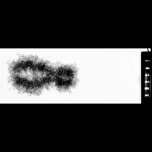  NCBI Organism:Homo sapiens; Cell Components:condensed chromosome Biological process:nuclear division