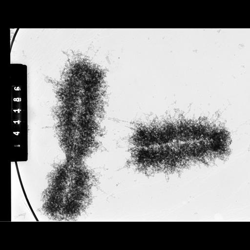  NCBI Organism:Homo sapiens; Cell Components:condensed chromosome, chromatin; Biological process:nuclear division, chromosome organization, mitosis;