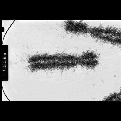  NCBI Organism:Homo sapiens; Cell Components:condensed chromosome Biological process:nuclear division
