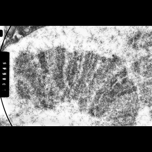  NCBI Organism:Drosophila melanogaster; Cell Components:polytene chromosome Biological process:chromosome organization