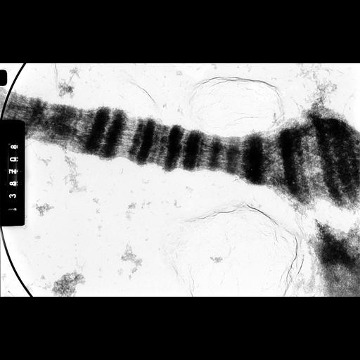  NCBI Organism:Drosophila melanocephala; Cell Components:polytene chromosome