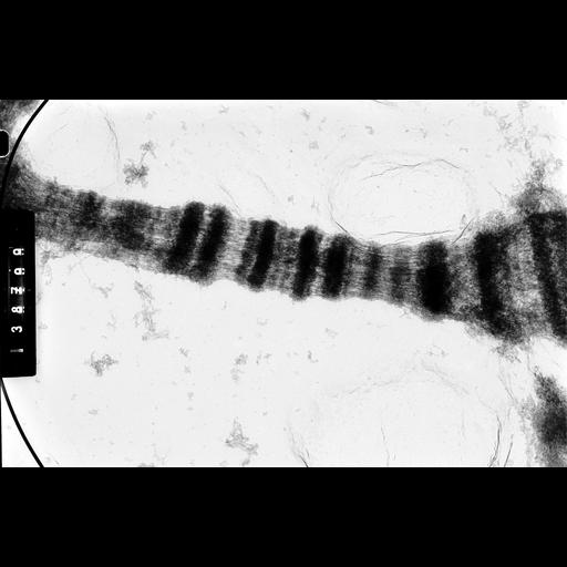  NCBI Organism:Drosophila melanocephala; Cell Components:polytene chromosome