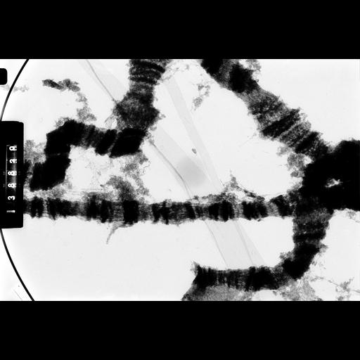  NCBI Organism:Drosophila melanocephala; Cell Components:polytene chromosome