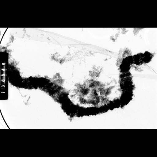  NCBI Organism:Drosophila melanocephala; Cell Components:polytene chromosome