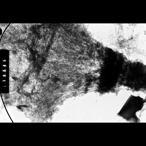  NCBI Organism:Drosophila melanocephala; Cell Components:polytene chromosome