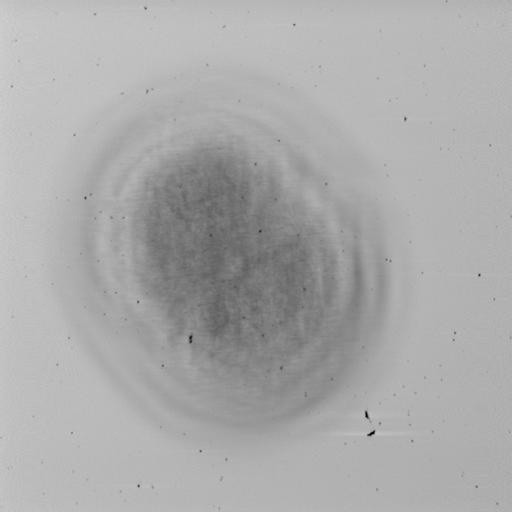  NCBI Organism:Mus musculus; Cell Types:early embryonic cell Cell Components:yolk, nucleus, cleavage furrow; Biological process:cellular process involved in reproduction in multicellular organism, sexual reproduction;