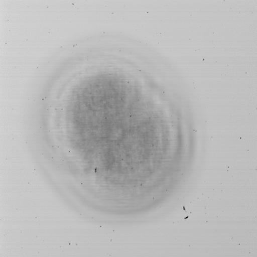  NCBI Organism:Mus musculus; Cell Types:early embryonic cell Cell Components:yolk, nucleus, cleavage furrow; Biological process:cellular process involved in reproduction in multicellular organism, sexual reproduction;