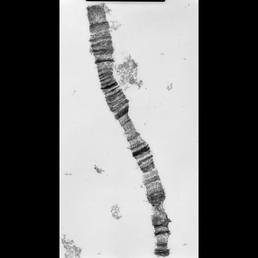  NCBI Organism:Drosophila melanocephala; Cell Components:polytene chromosome