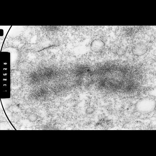  NCBI Organism:Cricetulus griseus; Cell Components:nuclear chromosome Biological process:mitosis, chromosome organization;