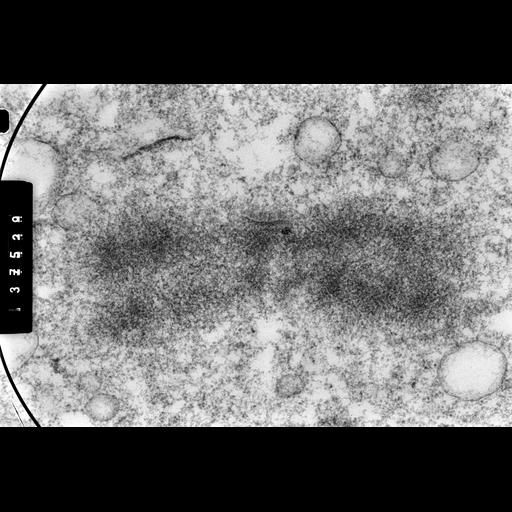  NCBI Organism:Cricetulus griseus; Cell Components:nuclear chromosome Biological process:mitosis, chromosome organization;