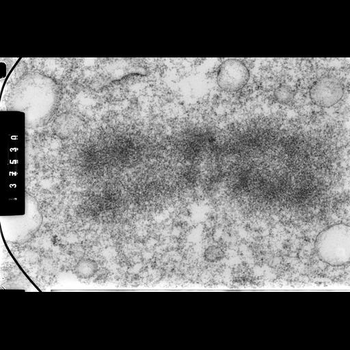  NCBI Organism:Cricetulus griseus; Cell Components:nuclear chromosome Biological process:mitosis, chromosome organization;