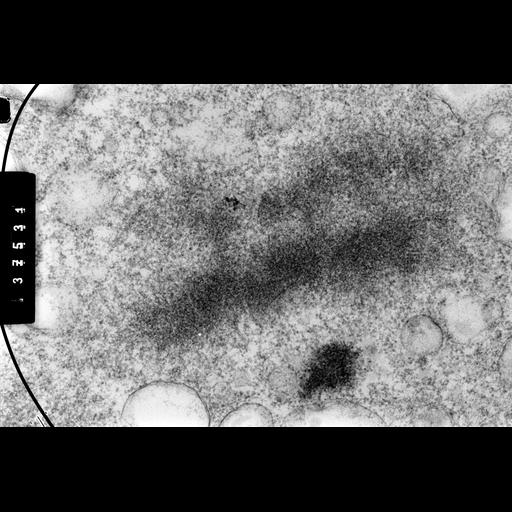  NCBI Organism:Cricetulus griseus; Cell Components:nuclear chromosome Biological process:mitosis