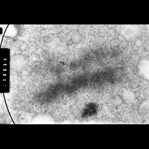  NCBI Organism:Cricetulus griseus; Cell Components:nuclear chromosome Biological process:mitosis