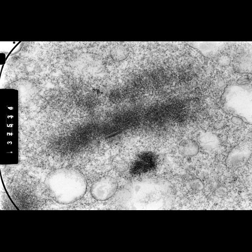  NCBI Organism:Cricetulus griseus; Cell Components:nuclear chromosome Biological process:mitosis