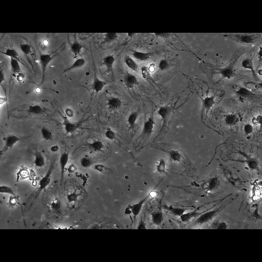  NCBI Organism:Rattus norvegicus; Cell Types:blood vessel endothelial cell