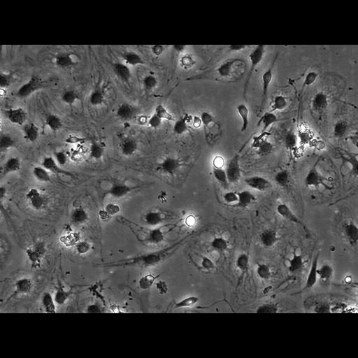  NCBI Organism:Rattus norvegicus; Cell Types:blood vessel endothelial cell