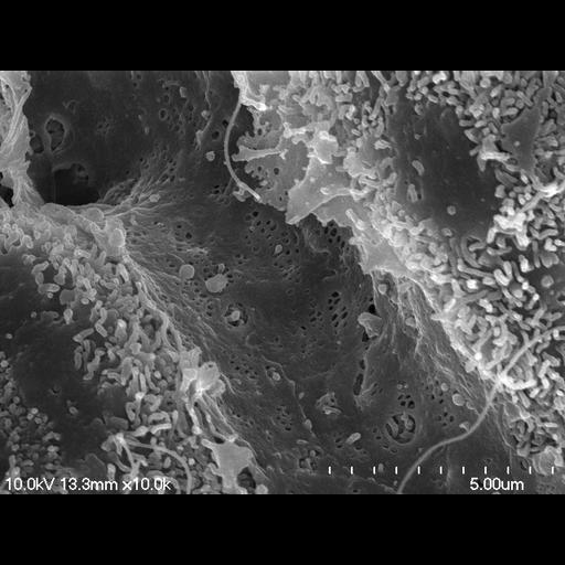  NCBI Organism:Rattus norvegicus; Cell Types:blood vessel endothelial cell