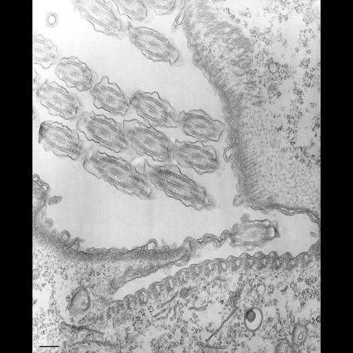  NCBI Organism:Tetrahymena pyriformis; Cell Types:cell by organism, eukaryotic cell, , ; Cell Components:oral apparatus Biological process:oral apparatus organization