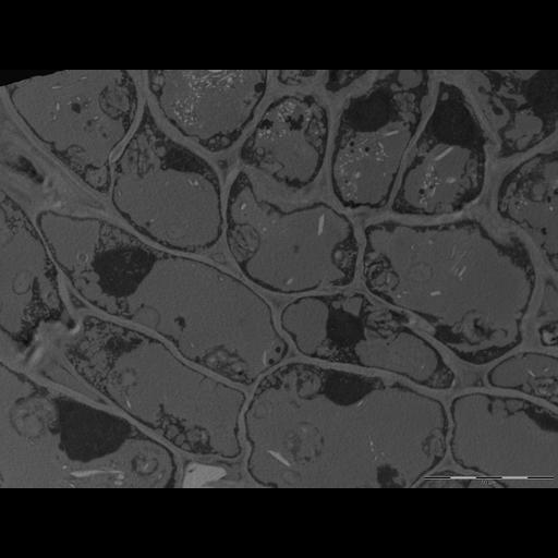  NCBI Organism:Olea europaea; Cell Types:plant cell Biological process:reproduction