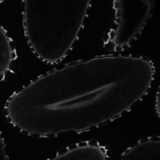  NCBI Organism:Lilium longiflorum; Cell Types:gamete Cell Components:pollen wall, exine, intine, sexine, endexine; Biological process:pollination