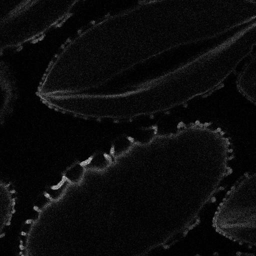  NCBI Organism:Lilium longiflorum; Cell Types:gamete Cell Components:pollen wall, exine, intine, sexine, endexine; Biological process:pollination