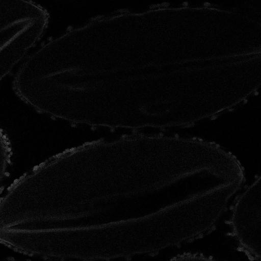  NCBI Organism:Lilium longiflorum; Cell Types:gamete Cell Components:pollen wall, exine, intine, sexine, endexine; Biological process:pollination