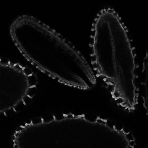  NCBI Organism:Lilium longiflorum; Cell Types:gamete Cell Components:pollen wall, exine, intine, sexine, endexine; Biological process:pollination