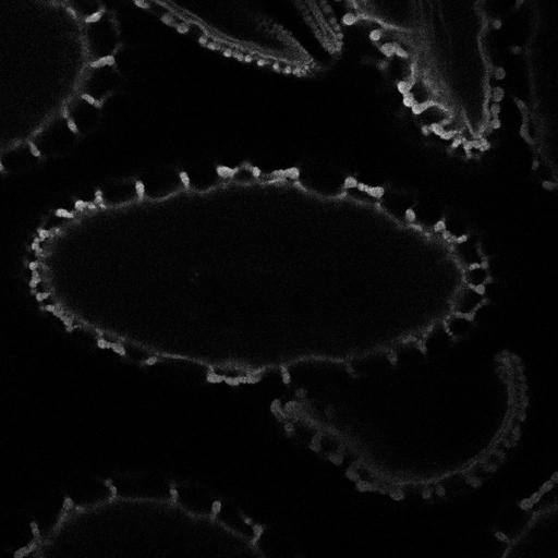  NCBI Organism:Lilium longiflorum; Cell Types:gamete Cell Components:pollen wall, exine, intine, sexine, endexine; Biological process:pollination