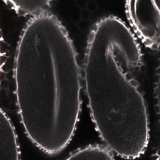  NCBI Organism:Lilium longiflorum; Cell Types:gamete Cell Components:pollen wall, exine, intine, sexine, endexine; Biological process:pollination