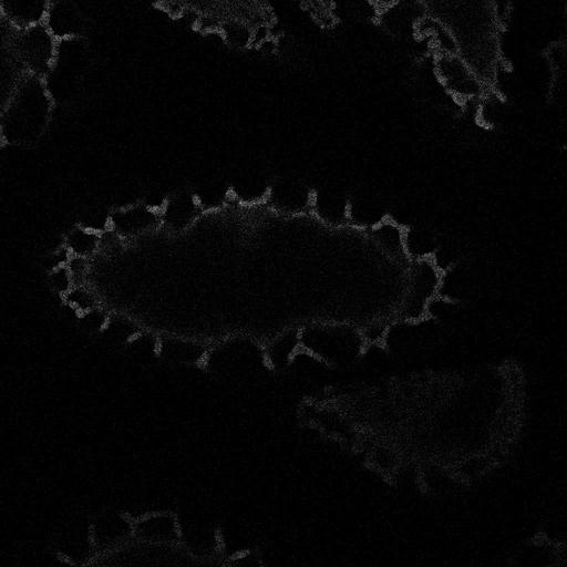  NCBI Organism:Lilium longiflorum; Cell Types:gamete Cell Components:pollen wall, exine, intine, sexine, endexine; Biological process:pollination