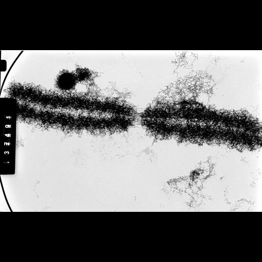  NCBI Organism:Cricetulus griseus; Cell Components:nuclear chromosome Biological process:mitosis