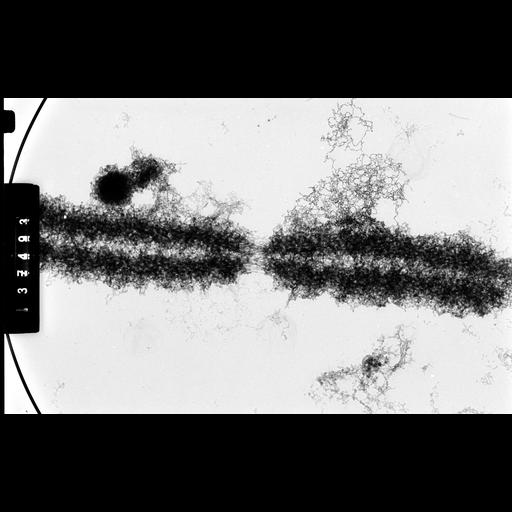  NCBI Organism:Cricetulus griseus; Cell Components:nuclear chromosome Biological process:mitosis