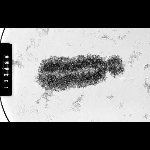  NCBI Organism:Cricetulus griseus; Cell Components:nuclear chromosome Biological process:mitosis