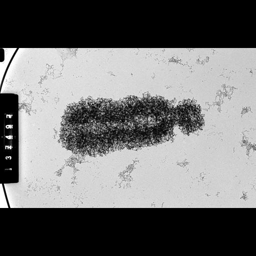  NCBI Organism:Cricetulus griseus; Cell Components:nuclear chromosome Biological process:mitosis