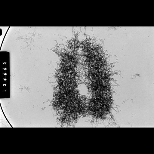  NCBI Organism:Cricetulus griseus; Cell Components:nuclear chromosome Biological process:mitosis