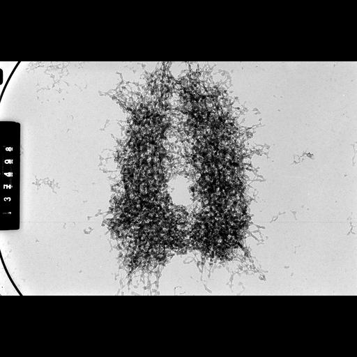  NCBI Organism:Cricetulus griseus; Cell Components:nuclear chromosome Biological process:mitosis