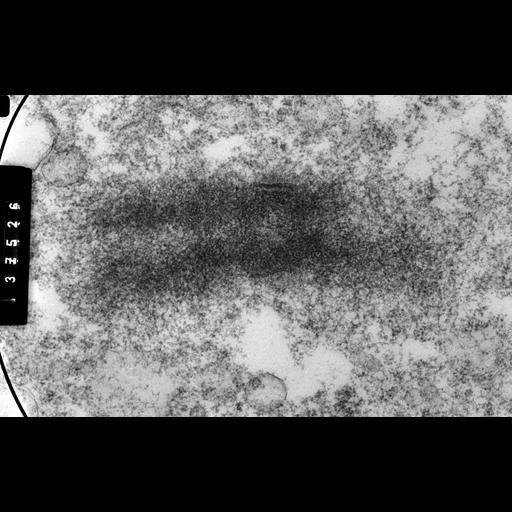  NCBI Organism:Cricetulus griseus; Cell Components:nuclear chromosome Biological process:mitosis