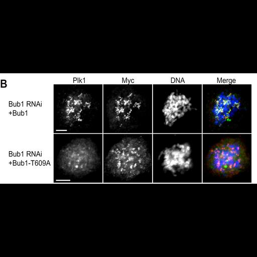  NCBI Organism:Homo sapiens; Cell Types:epithelial cell, ; Cell Components:kinetochore Biological process:mitosis