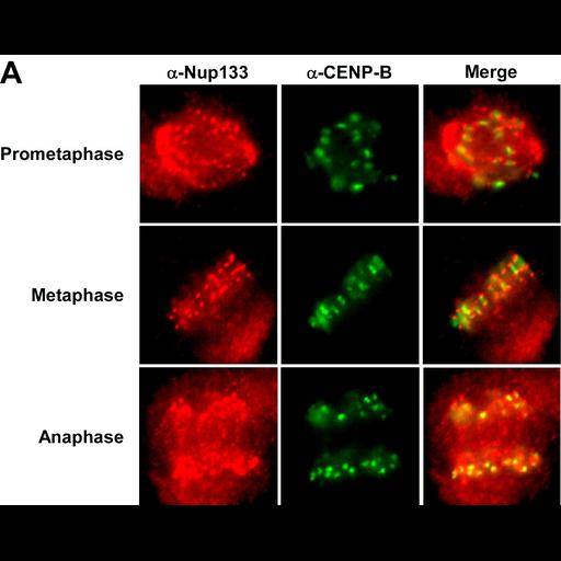  NCBI Organism:Homo sapiens; Cell Types:epithelial cell, ; Cell Components:spindle, kinetochore; Biological process:mitosis