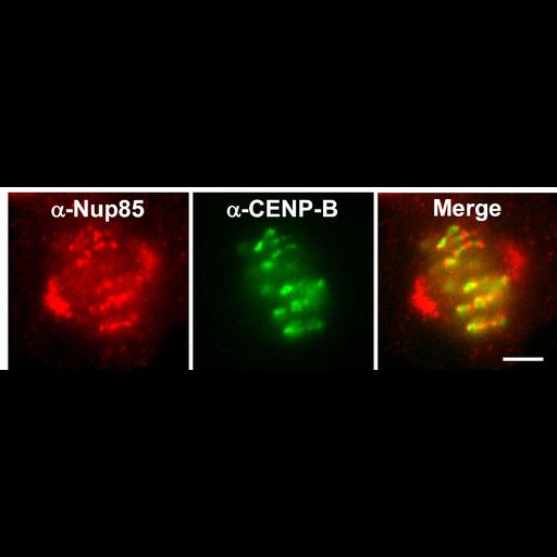  NCBI Organism:Homo sapiens; Cell Types:epithelial cell, ; Cell Components:spindle, kinetochore; Biological process:mitosis